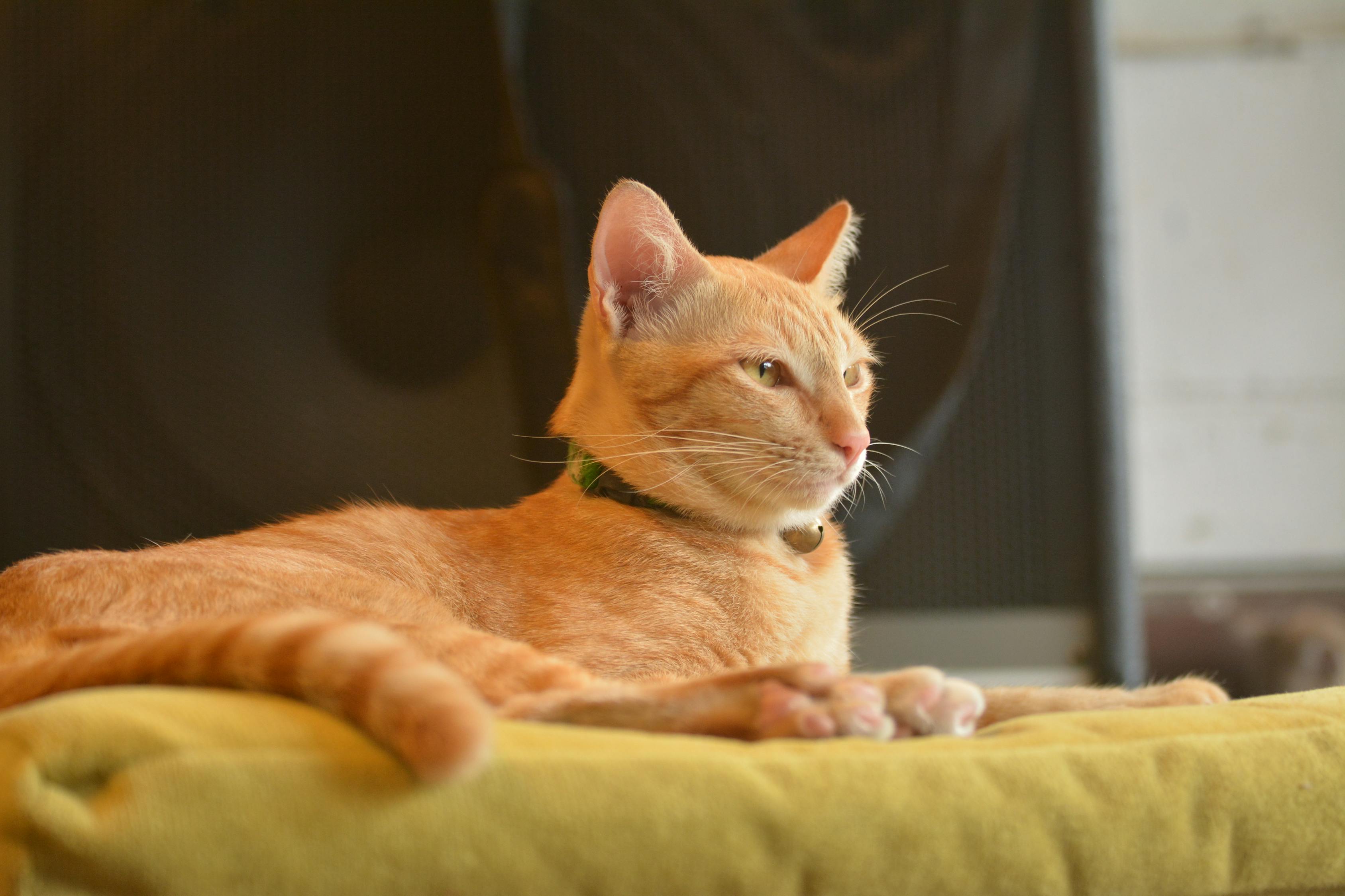 监控下的猫咪悲剧，课桌之上的无声控诉